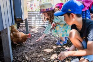 Children feeding chickens