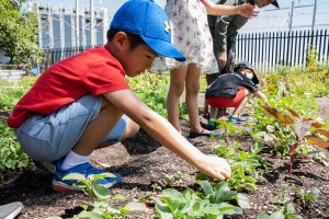 Kids learning to grow food