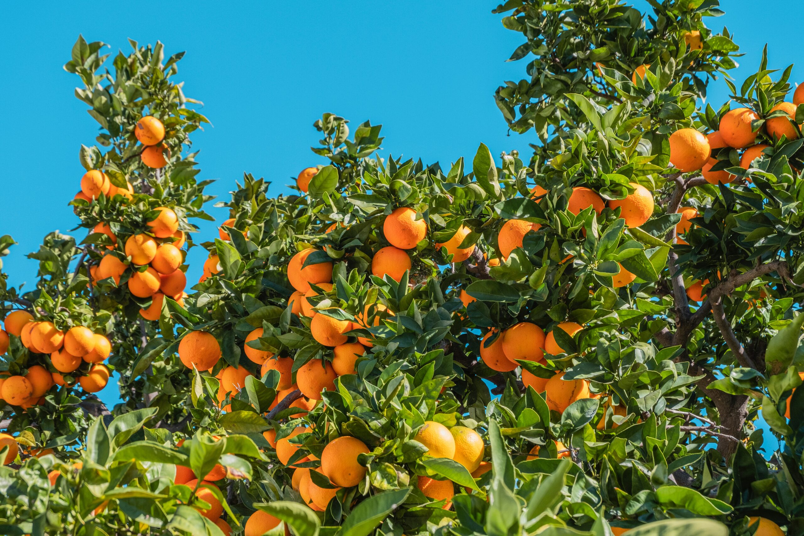 Perth City Farm Citrus