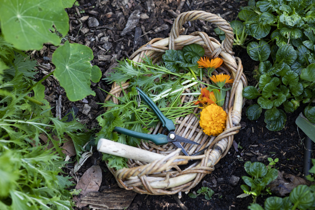 Benefits of growing edible flowers - Perth City Farm