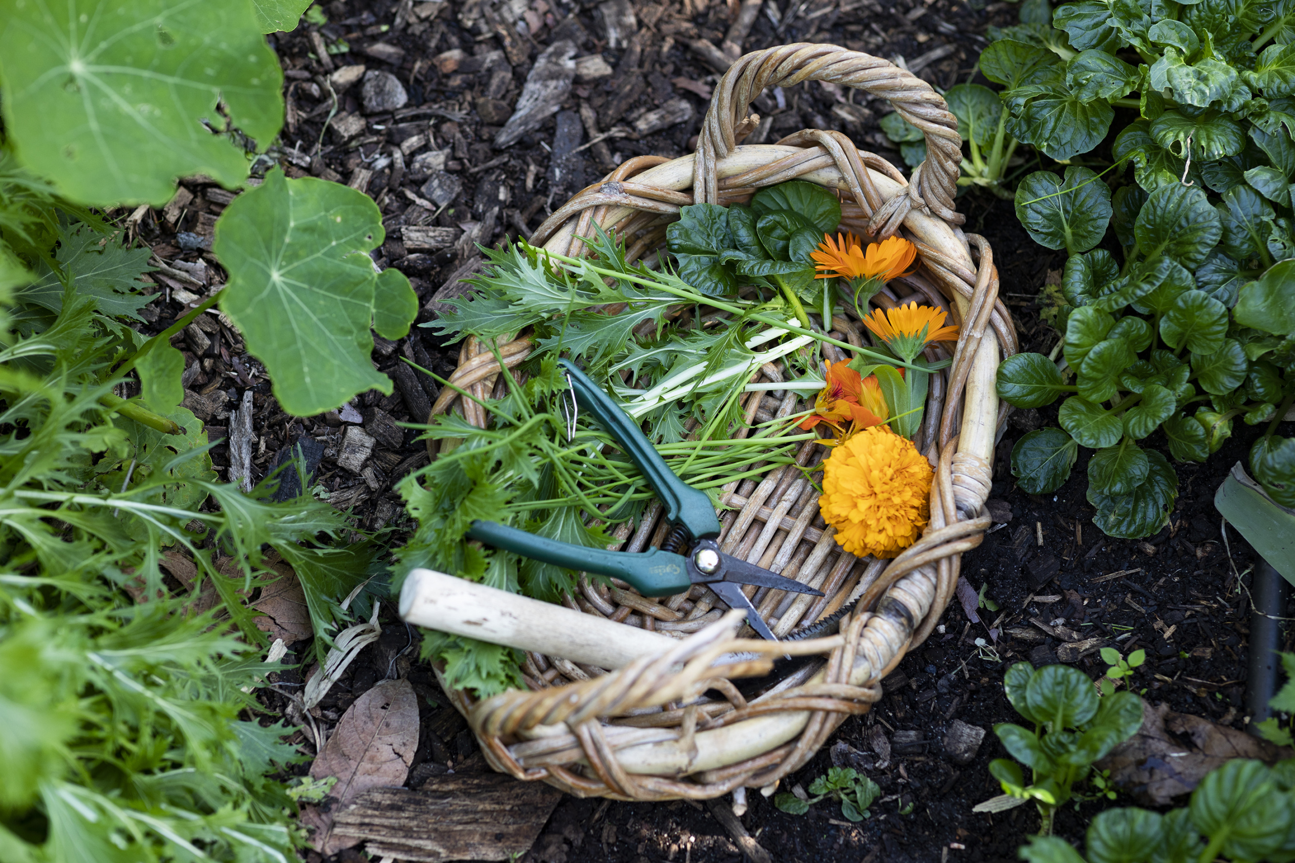 Why to Grow Edible Flowers This Year & How to Eat Them - Simplify