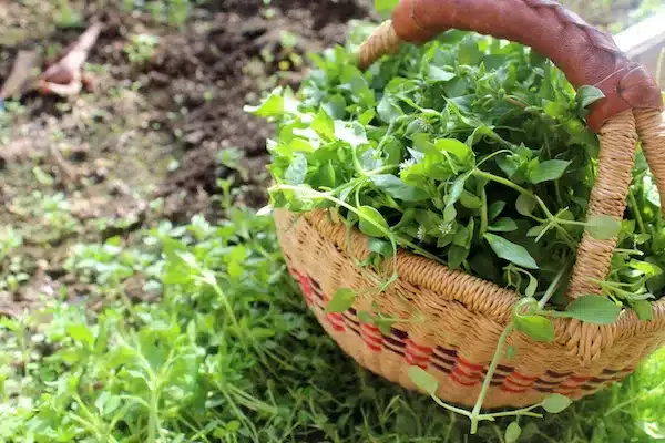 Edible Weeds harvested at Perth City Farm